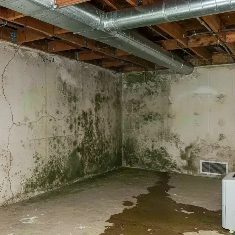 Professional Mold Removal in Elim, PA